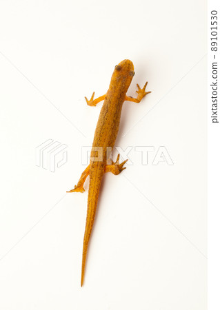 newt isolated on white newt isolated on white 89101530