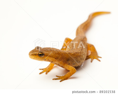 newt isolated on white newt isolated on white 89101538