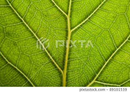 green leaf backdrop green leaf backdrop 89101539