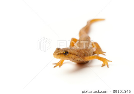 newt isolated on white newt isolated on white 89101546