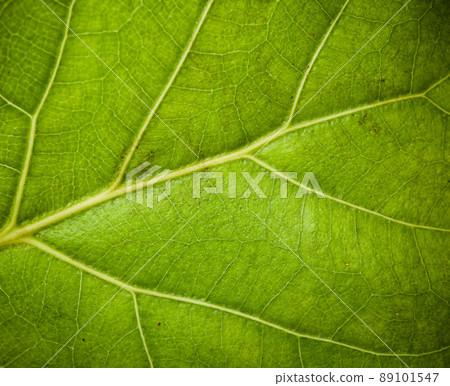 green leaf texture green leaf texture 89101547