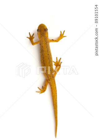 newt isolated on white 89101554