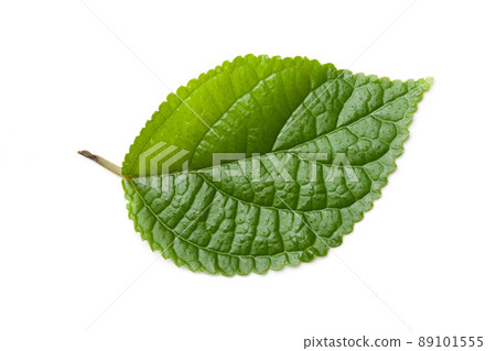 green leaf isolated on white green leaf isolated on white 89101555