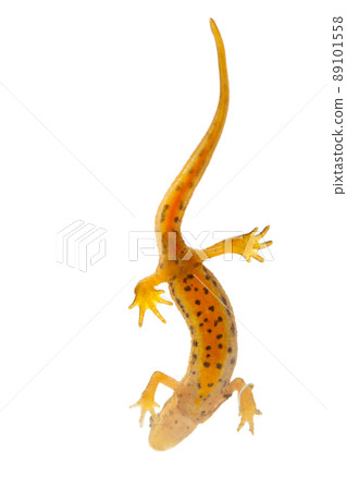 newt isolated on white newt isolated on white 89101558