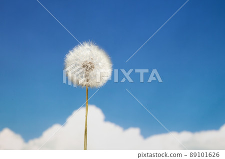 dandelion against sky background 89101626