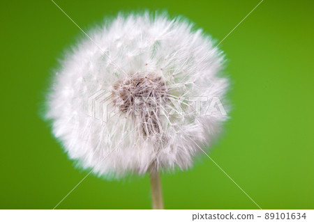 Dandelion on green Dandelion on green 89101634