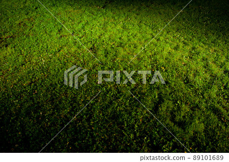 green lawn green lawn 89101689