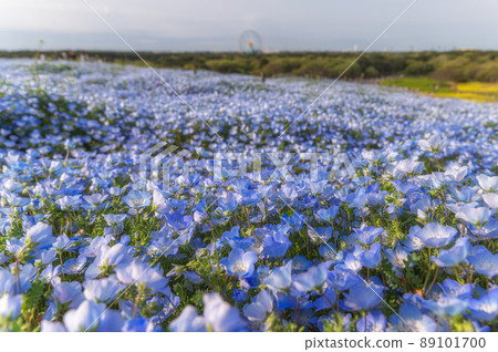 茨城縣常陸那仲市日立海濱公園在山上俯瞰盛開的Nemophila 茨城縣常陸那仲市日立海濱公園在山上俯瞰盛開的Nemophila 89101700