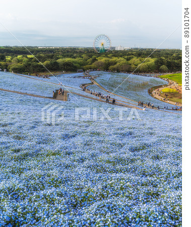 茨城縣常陸那仲市日立海濱公園在山上俯瞰盛開的Nemophila 茨城縣常陸那仲市日立海濱公園在山上俯瞰盛開的Nemophila 89101704