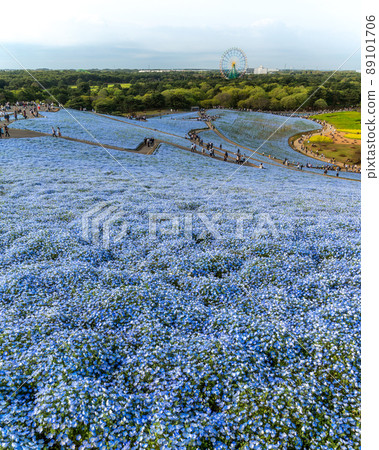 茨城縣常陸那仲市日立海濱公園在山上俯瞰盛開的Nemophila 茨城縣常陸那仲市日立海濱公園在山上俯瞰盛開的Nemophila 89101706