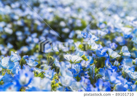 茨城縣常陸那仲市日立海濱公園在山上俯瞰盛開的Nemophila 89101710
