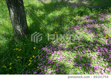 森林花園 森林花園 89101759