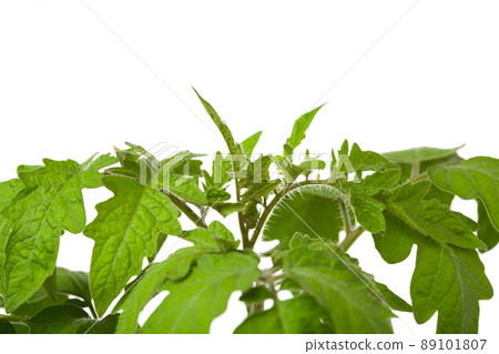 young fresh tomato, closeup 89101807