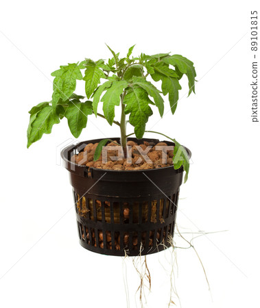 young tomato plant with roots, isolated on white 89101815