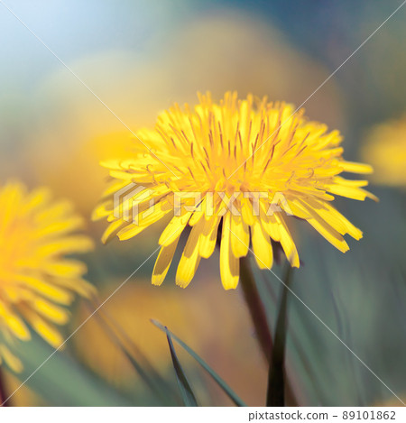 beautiful dandelion beautiful dandelion 89101862