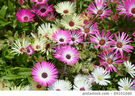 Colorful flowers flower pattern 89101880