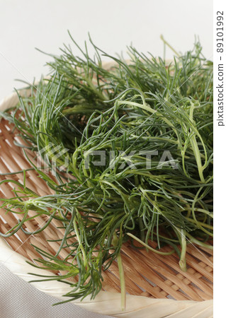 Salsola komarovii Salsola komarovii 89101992