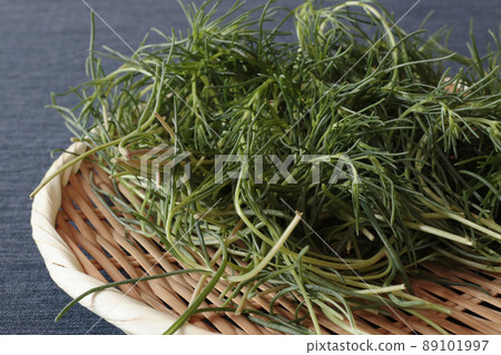 豬毛菜 豬毛菜 89101997