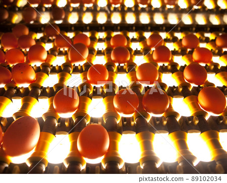 egg factory - quality control 89102034