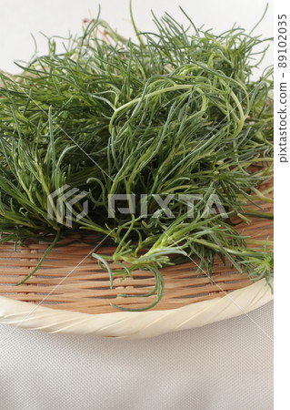 Salsola komarovii Salsola komarovii 89102035