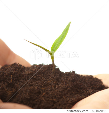 sprout in the soil, close-up sprout in the soil, close-up 89102038