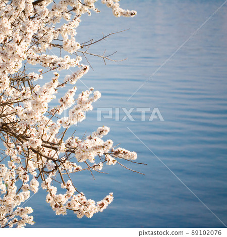 blossom tree on blue blossom tree on blue 89102076