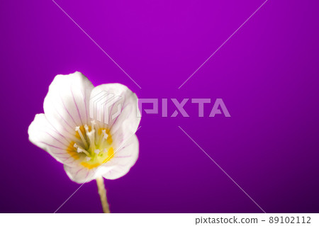 oxalis flower on purple background 89102112