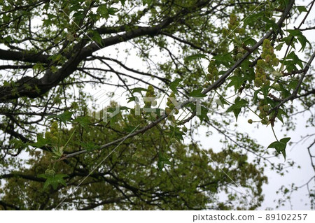 Sweetgum flowers and buds Sweetgum flowers and buds 89102257