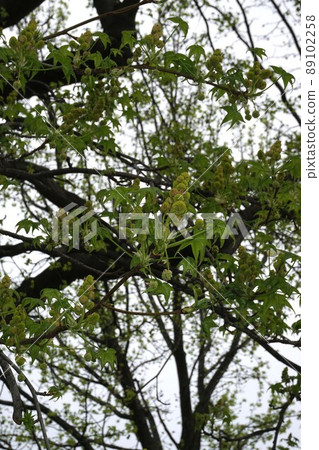 Sweetgum flowers and buds Sweetgum flowers and buds 89102258