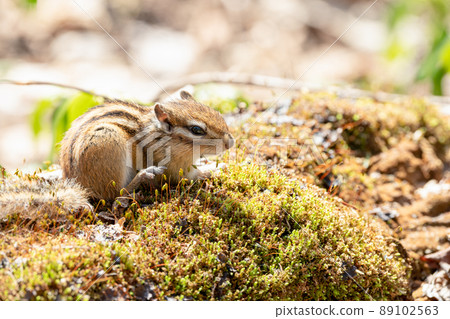 Ezo chipmunk resting on the moss that grows on the windthrow Ezo chipmunk resting on the moss that grows on the windthrow 89102563