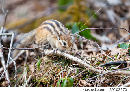 Ezo chipmunk found prey on a windthrow 89102570
