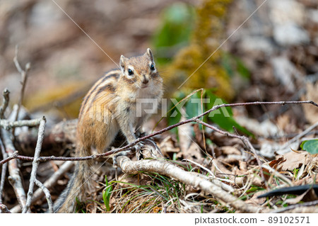 Ezo chipmunk resting on a fallen tree Ezo chipmunk resting on a fallen tree 89102571