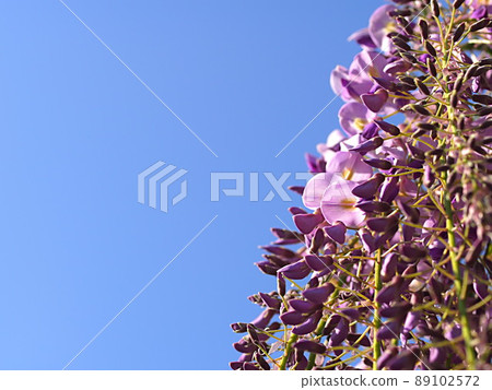 The blue sky and the wisteria flowers that have begun to bloom 89102572