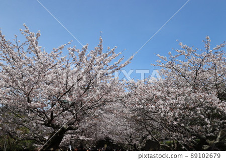 Kamakura_Sakura scenery of Kenchoji Temple_2022_1 89102679