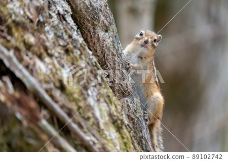 蝦夷花栗鼠從樹上聽情況 89102742