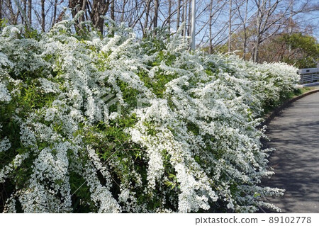 Spiraea thunbergii flowers swaying in the spring breeze 89102778