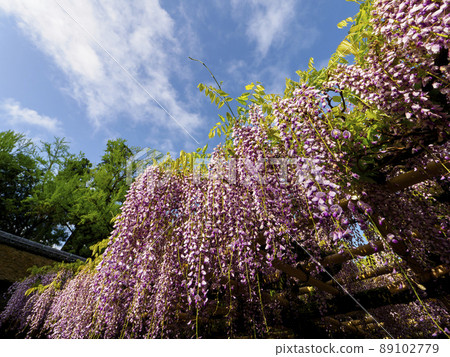 Scenery of blue sky and wisteria shelf 89102779