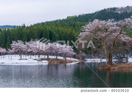Cherry blossoms in the core Cherry blossoms in the core 89103610