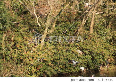 Ducks landing on a flapping pond in a park pond 89103750