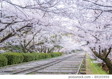 《京都府京都市》蹴上坡的櫻花 《京都府京都市》蹴上坡的櫻花 89103950