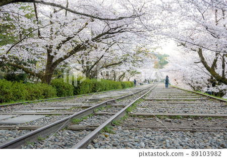 《Kyoto City, Kyoto Prefecture》 Cherry blossoms at Keage Incline 89103982