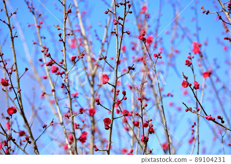 花紅色花 花紅色花 89104231