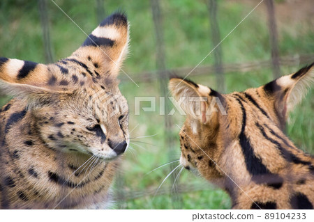 Serval brothers 89104233