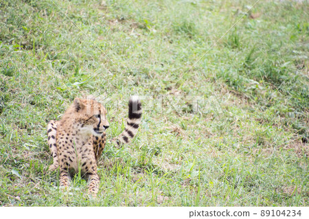 Cheetah Cheetah 89104234