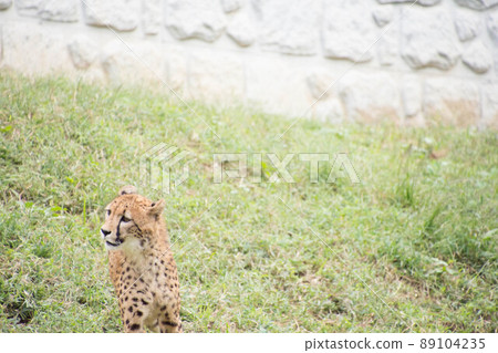 Cheetah Cheetah 89104235