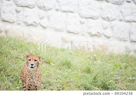 獵豹 獵豹 89104236