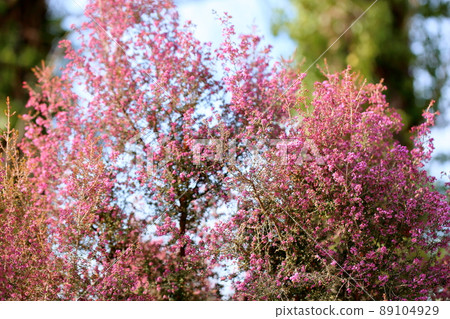 埃里卡的花 埃里卡的花 89104929