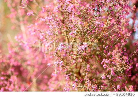 埃里卡的花 89104930