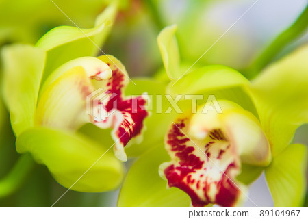 Cinnamic flower 89104967