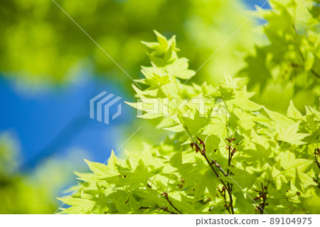 Young leaves of maple and blue sky 89104975